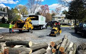 Best Arborist Consultation Services  in Mangonia Park, FL