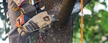 Best Utility Line Clearance  in Mangonia Park, FL
