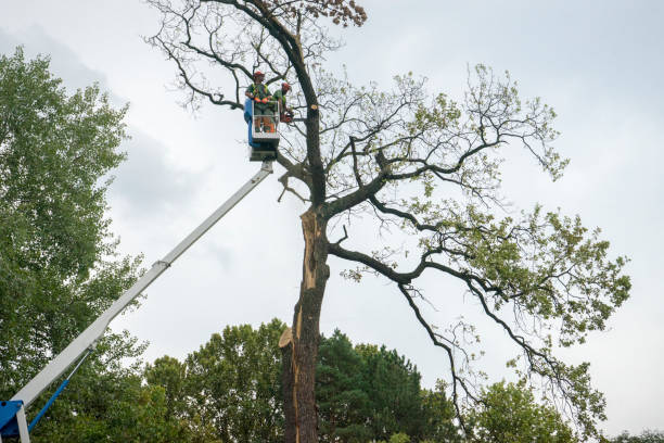 Professional Tree Removal in Mangonia Park, FL