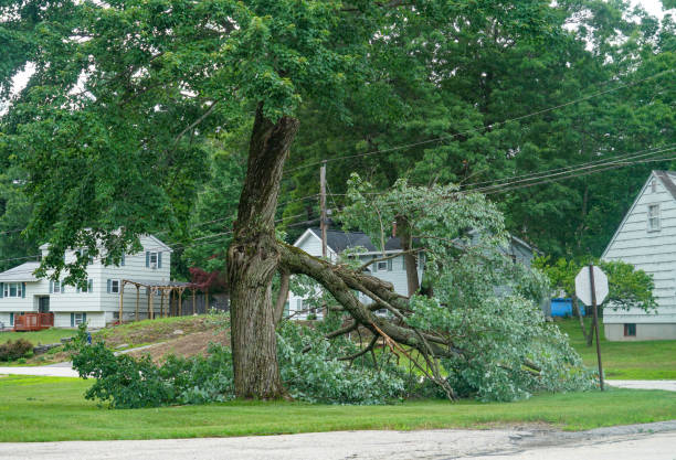 How Our Tree Care Process Works  in  Mangonia Park, FL