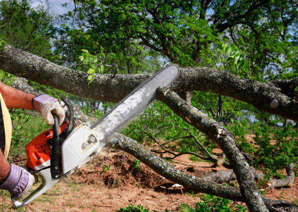 Best Tree and Shrub Care  in Mangonia Park, FL